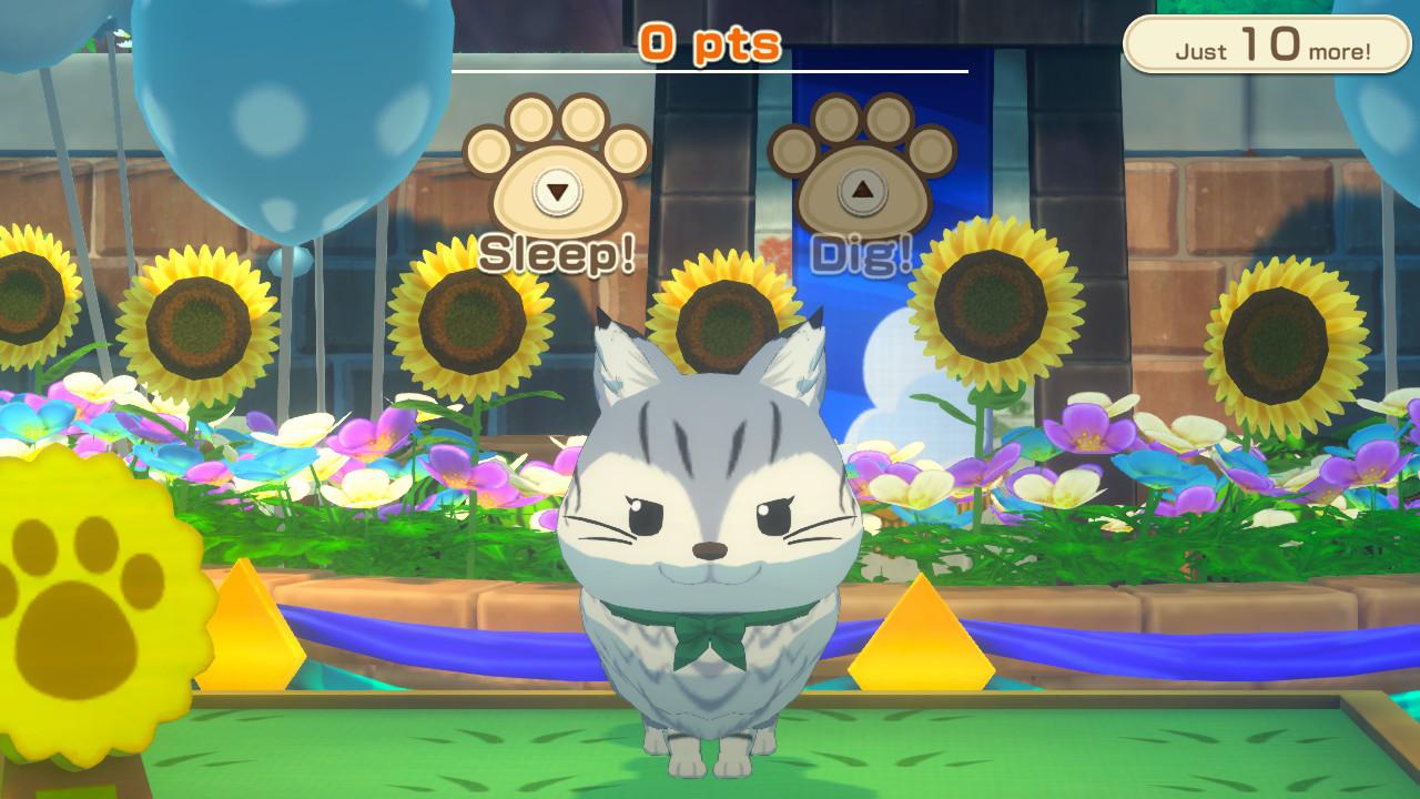 Pet Show cat doing tricks