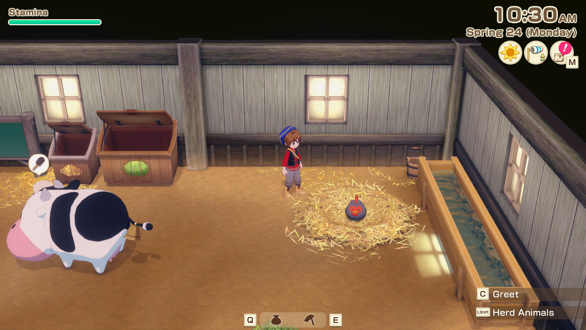 A silkie chicken in the birthing pen