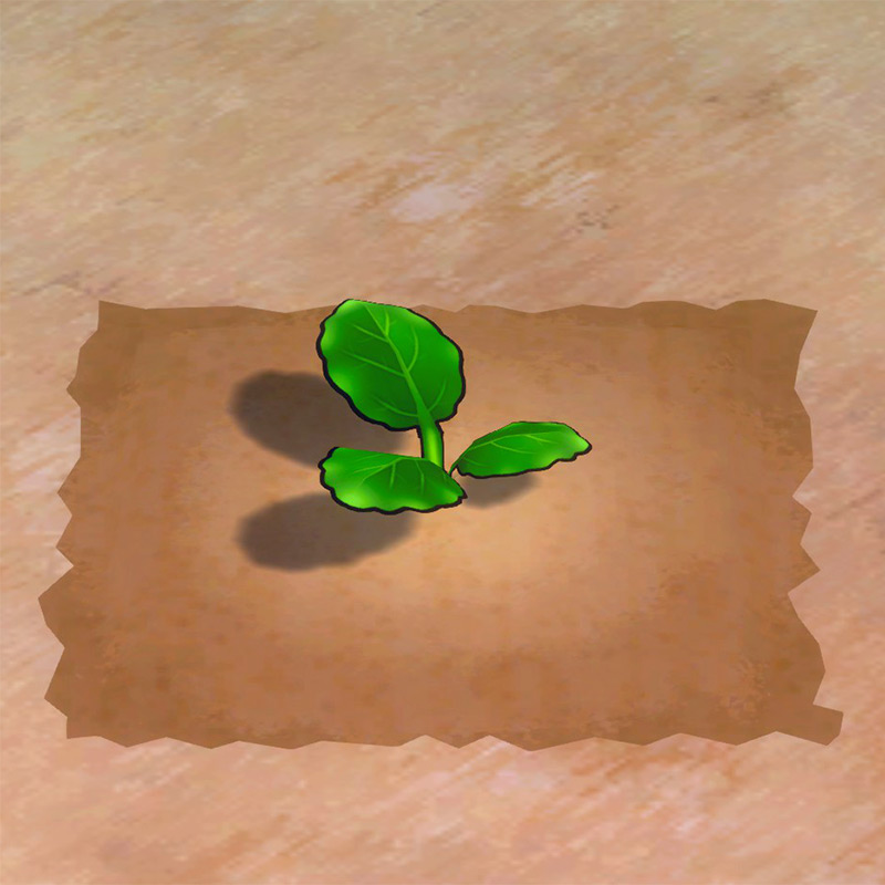 Broccoli growth phase 1