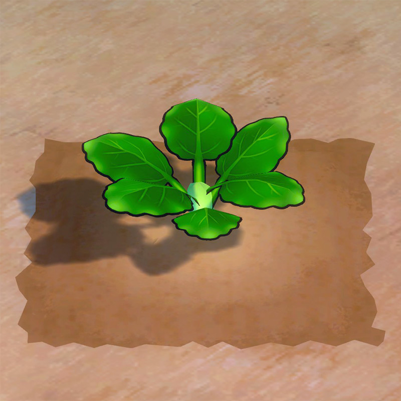 Broccoli growth phase 2