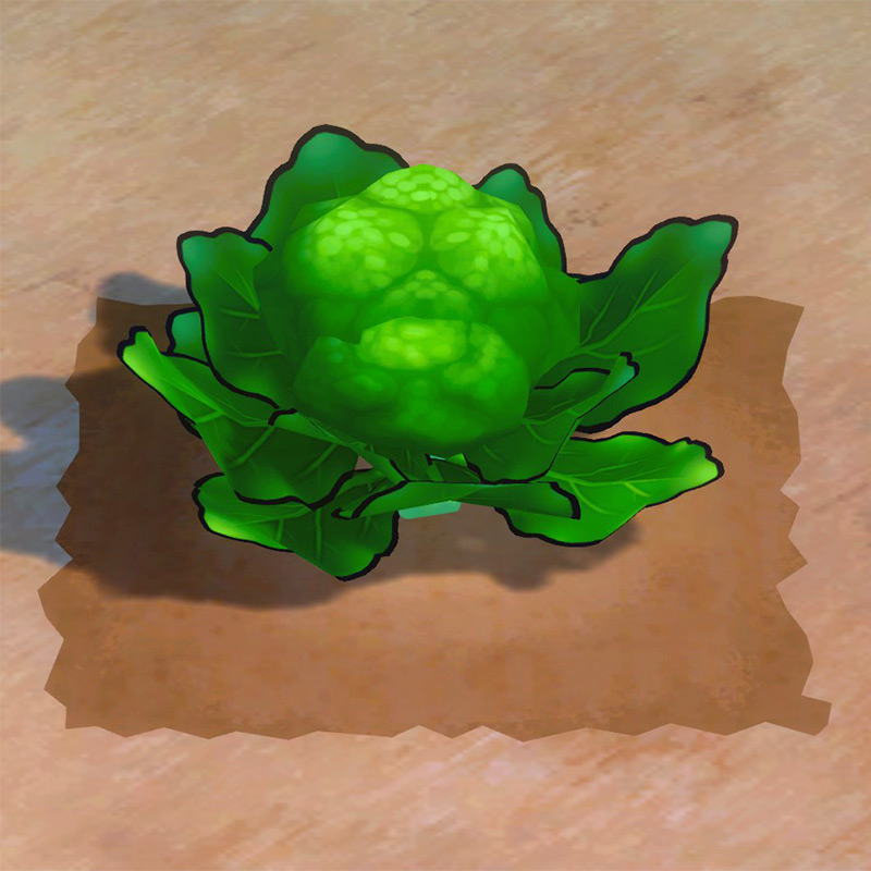 Broccoli ready to harvest