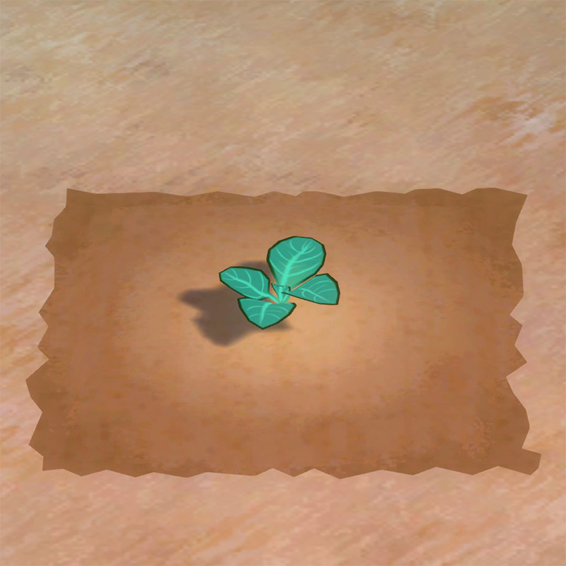 Cabbage growth phase 1