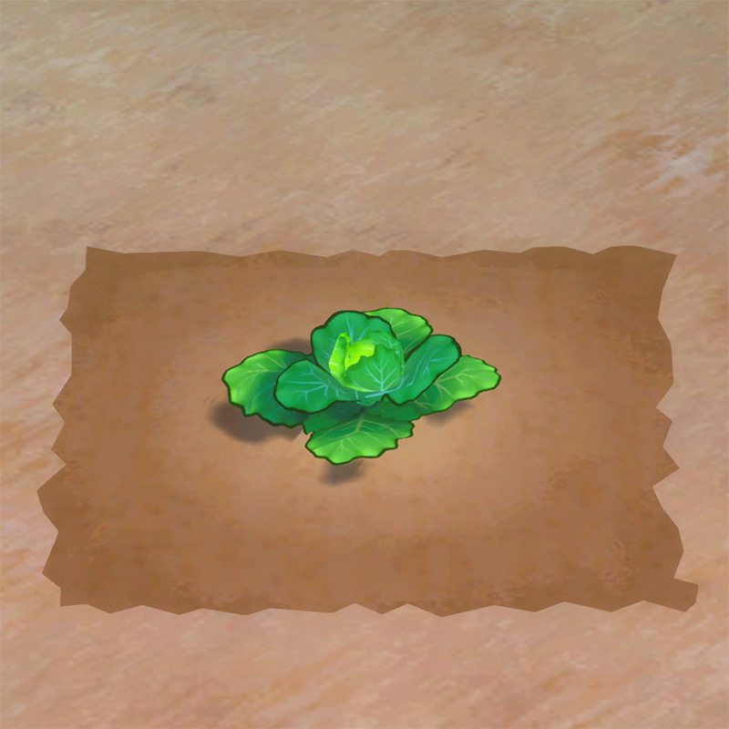 Cabbage growth phase 2