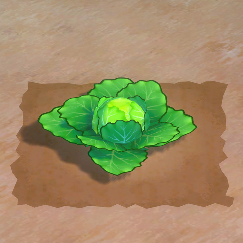 Cabbage growth phase 3