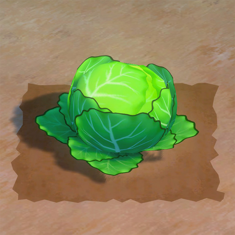 Cabbage ready to harvest