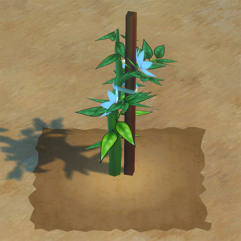 Chili Pepper growth phase 2