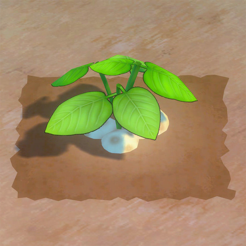 Potato ready to harvest