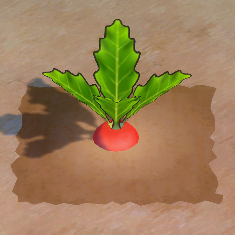 Radish ready to harvest