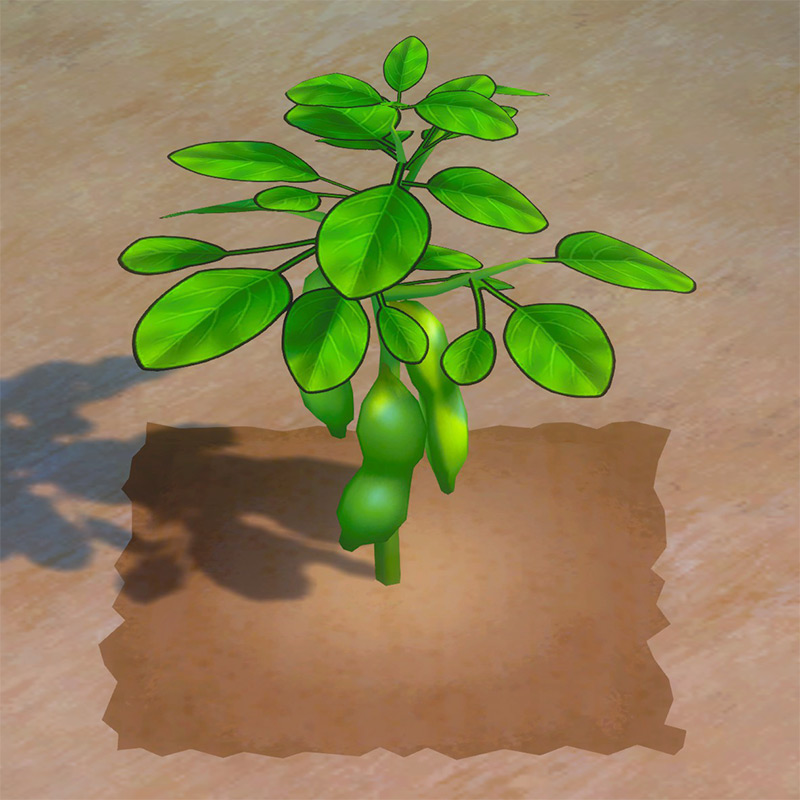 Soybean ready to harvest