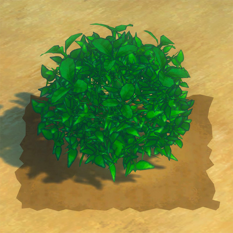 Summer Tea Leaf ready to harvest