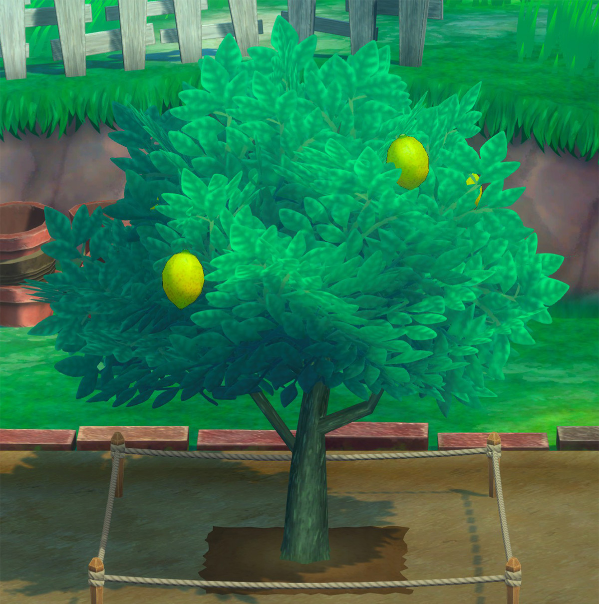 Lemon ready to harvest