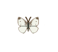 Cabbage White Butterfly