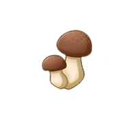 Shimeji Mushroom
