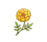 Marigold