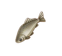 Crucian Carp