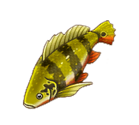 Peacock Bass
