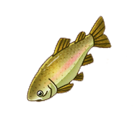 Rainbow Trout