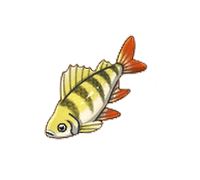 Yellow Perch