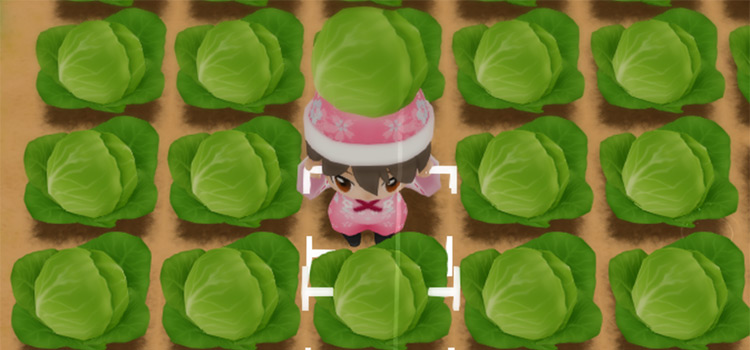 Field of cabbage