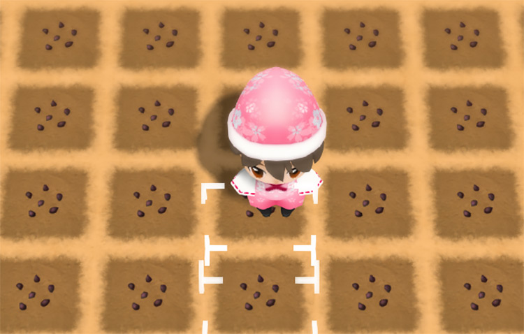 A field of Pineapples