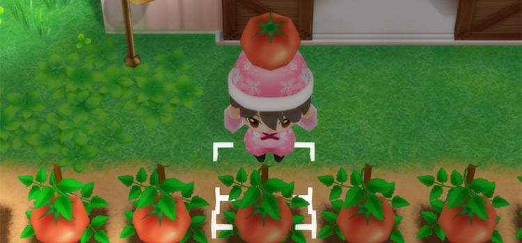SoS:FoMT Tomatoes